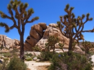 ジョシュアツリー国立公園（Joshua Tree National Park）