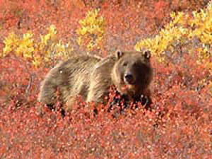 【期間限定】秋のアラスカ　紅葉のデナリ国立公園とチェナ温泉 5日間