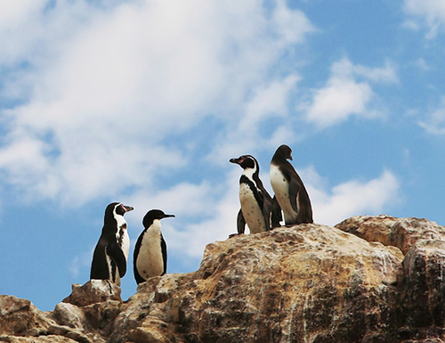 ペルー, 観光, 旅行, バジェスタス島　ペンギン