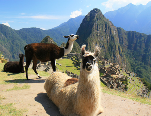 ペルー, 観光, 旅行, ラマ マチュピチュ