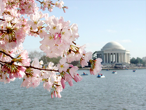 ワシントンDC　花見　桜　桜並木